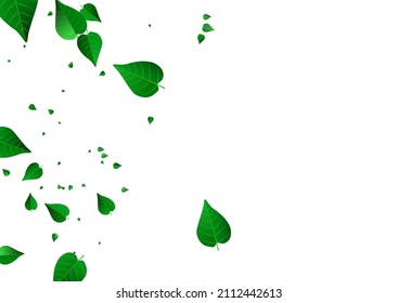 Grassy Greens Spring Vector White Background Template. Transparent Foliage Banner. Olive Leaf Nature Brochure. Leaves Ecology Illustration.