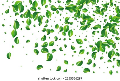 Grassy Greens Tea Vector White Background. Falling Foliage Border. Lime Leaves Ecology Pattern. Leaf Herbal Banner.