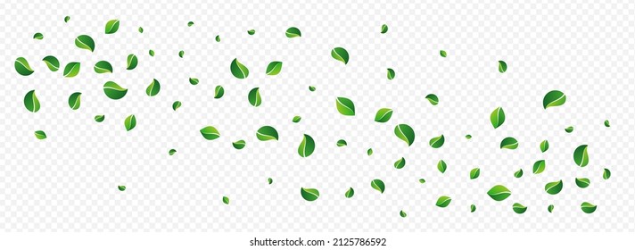 Grassy Greens Transparent Vector Panoramic Transparent Background. Falling Foliage Border. Forest Leaves Swirl Template. Leaf Nature Plant.