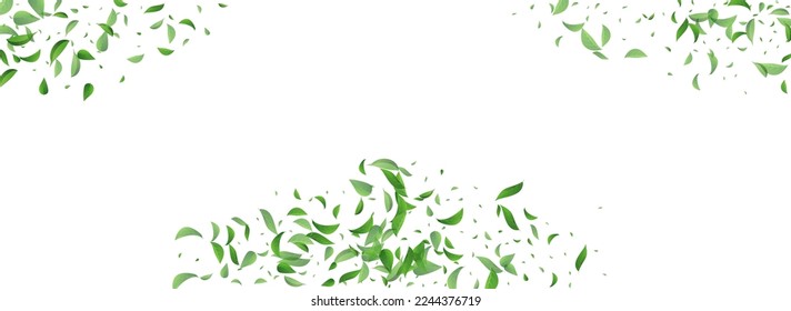 Grassy Greens Transparent Vector Panoramic White Background Illustration. Tea Foliage Template. Olive Leaves Blur Pattern. Leaf Ecology Branch.