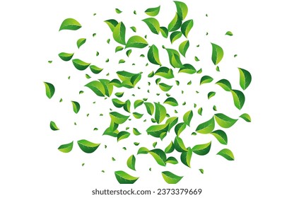 Grassy Greens Transparent Vector White Background. Organic Leaves Border. Swamp Leaf Swirl Design. Foliage Falling Poster.
