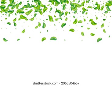 Grassy Greens Wind Vector White Background Banner. Swirl Leaf Backdrop. Green Foliage Motion Concept. Leaves Herbal Brochure.