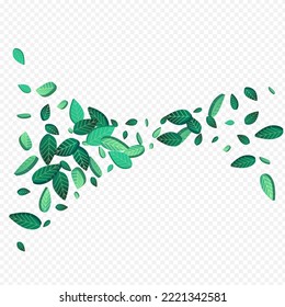 Grassy Leaf Abstract Vector Transparent Background Border. Transparent Greens Background. Mint Foliage Ecology Pattern. Leaves Blur Concept.