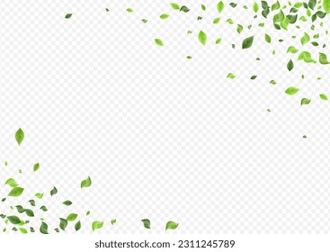 Grassy Leaf Abstract Vector Transparent Background Wallpaper. Fresh Foliage Poster. Olive Leaves Ecology Brochure. Greenery Nature Banner.