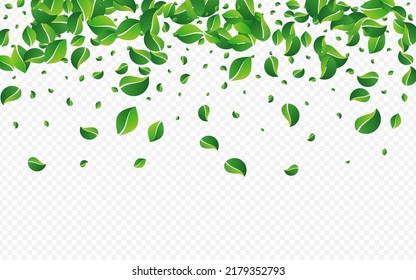 Grassy Leaf Blur Vector Transparent Background. Fresh Greens Pattern. Swamp Leaves Transparent Plant. Foliage Wind Branch.