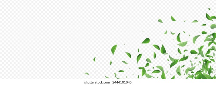 Grassy Leaf Ecology Vector Panoramic Transparent Background Poster. Motion Leaves Design. Forest Greens Fresh Banner. Foliage Swirl Illustration.