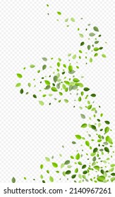 Grassy Leaf Ecology Vector Transparent Background. Herbal Leaves Backdrop. Forest Greens Tree Pattern. Foliage Spring Design.