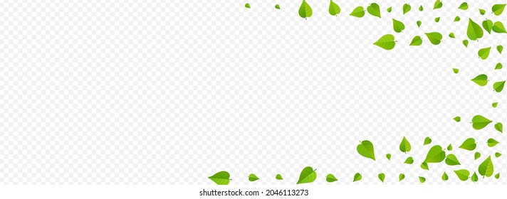 Grassy Leaf Falling Vector Panoramic Transparent Background Brochure. Fresh Leaves Concept. Swamp Greens Swirl Illustration. Foliage Realistic Plant.