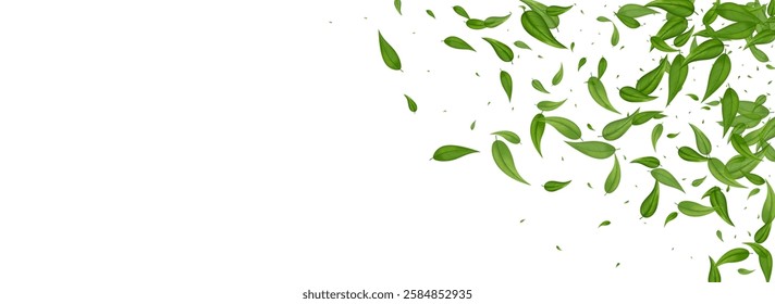 Grassy Leaf Falling Vector Panoramic White Background Banner. Abstract Foliage Brochure. Green Greens Motion Backdrop. Leaves Blur Branch.