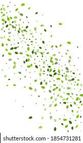 Grassy Leaf Flying Vector Background. Blur Foliage Poster. Olive Leaves Transparent Brochure. Greens Realistic Illustration.
