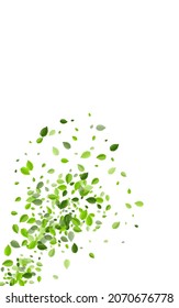 Grassy Leaf Flying Vector White Background. Organic Greens Branch. Olive Foliage Fly Pattern. Leaves Blur Brochure.