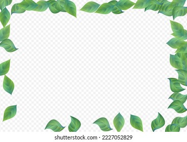 Grassy Leaf Forest Vector Transparent Background Concept. Spring Foliage Poster. Mint Leaves Blur Illustration. Greenery Tree Design.