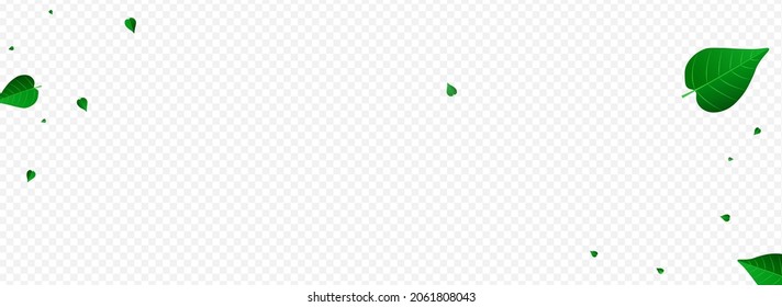 Grassy Leaf Fresh Vector Panoramic Transparent Background Banner. Flying Foliage Template. Swamp Greens Herbal Poster. Leaves Abstract Backdrop.