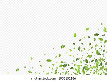 Grassy Leaf Fresh Vector Transparent Background Concept. Fly Foliage Wallpaper. Swamp Leaves Wind Design. Greenery Motion Plant.