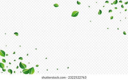 Grassy Leaf Fresh Vector Transparent Background. Blur Greens Banner. Forest Foliage Tree Border. Leaves Tea Illustration.