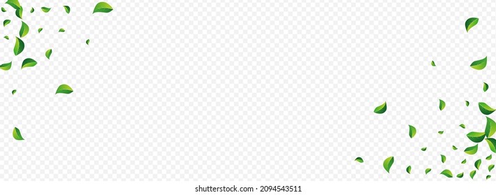 Grassy Leaf Herbal Vector Panoramic Transparent Background. Fresh Foliage Branch. Mint Leaves Flying Poster. Greens Transparent Brochure.