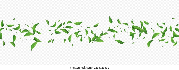 Grünes Leaf-Kräutervektor-Panorama-transparentes Hintergrundpflanze. Verwirren Sie den Zweig. Grüne grüne Waldgrenze. Blattfeder-Design.