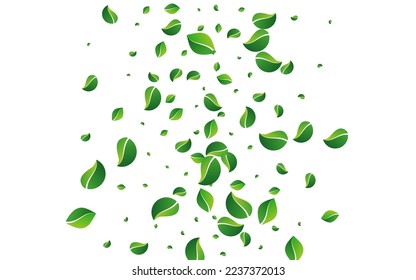 Grassy Leaf Herbal Vector White Background. Nature Greens Concept. Lime Foliage Blur Plant. Leaves Swirl Wallpaper.