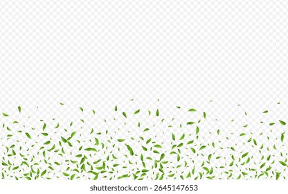 Grassy Leaf Nature Vector Transparent Background Plant. Swirl Greens Template. Olive Leaves Motion Concept. Foliage Flying Illustration.