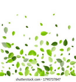 Grassy Leaf Organic Vector Border. Abstract Foliage Template. Green Greens Flying Branch. Leaves Motion Illustration.