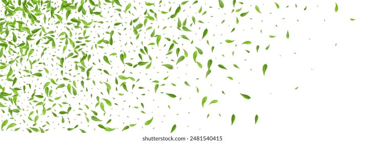 Grassy Leaf Organic Vector Panoramic White Background Banner. Ecology Leaves Design. Mint Greens Wind Concept. Foliage Tea Template.