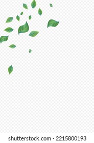 Grassy Leaf Organic Vector Transparent Background Concept. Spring Foliage Branch. Forest Greenery Falling Pattern. Leaves Fresh Backdrop.