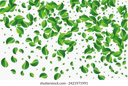 Grassy Leaf Organic Vector Transparent Background. Nature Greens Plant. Swamp Foliage Wind Pattern. Leaves Blur Border.