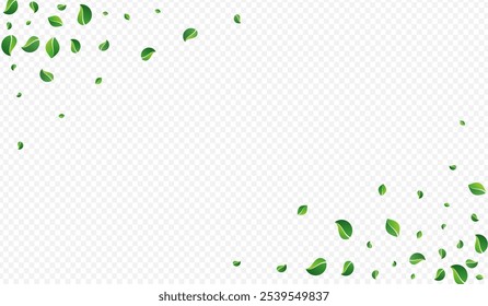 Grassy Leaf Organic Vector Transparent Background. Tea Greens Brochure. Lime Leaves Fresh Template. Foliage Tree Poster.