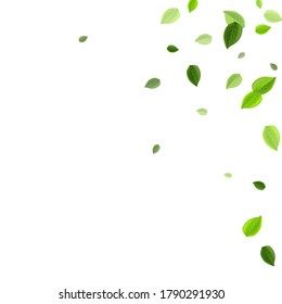 Grassy Leaf Realistic Vector Backdrop. Ecology Greens Design. Forest Foliage Swirl Illustration. Leaves Forest Plant.