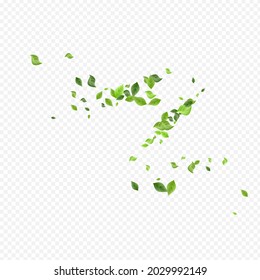 Grassy Leaf Realistic Vector Transparent Background Banner. Wind Leaves Illustration. Olive Foliage Fresh Template. Greenery Blur Wallpaper.