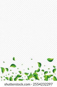 Grassy Leaf Realistic Vector Transparent Background. Blur Foliage Banner. Mint Leaves Fly Pattern. Greens Transparent Concept.