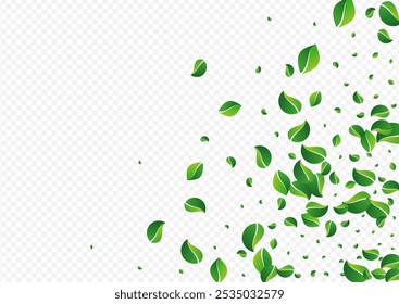 Grassy Leaf Spring Vector Transparent Background. Tree Greens Branch. Forest Leaves Swirl Concept. Foliage Falling Border.