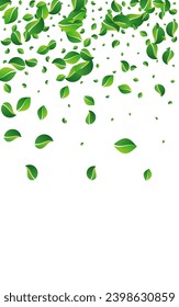 Grassy Leaf Spring Vector White Background. Tree Foliage Design. Mint Greens Organic Border. Leaves Abstract Concept.
