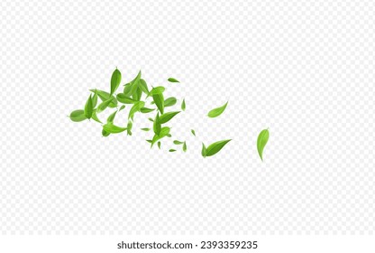 Grassy Leaf Swirl Vector Transparent Background Design. Transparent Foliage Backdrop. Swamp Leaves Realistic Template. Greens Abstract Illustration.