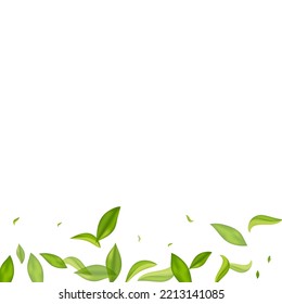 Grassy Leaf Swirl Vector White Background Banner. Realistic Leaves Backdrop. Mint Greens Ecology Illustration. Foliage Flying Template.