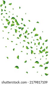 Grassy Leaf Tea Vector White Background. Fresh Greens Design. Lime Foliage Organic Branch. Leaves Transparent Banner.