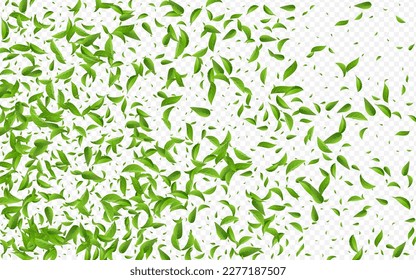 Grassy Leaf Transparent Vector Transparent Background Illustration. Spring Leaves Branch. Lime Foliage Tea Border. Greens Swirl Pattern.