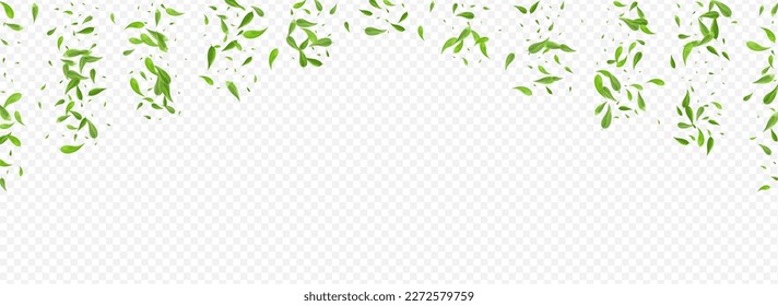 Grassy Leaf Transparent Vector Panoramic Transparent Background Branch. Falling Leaves Backdrop. Olive Greens Flying Banner. Foliage Forest Brochure.