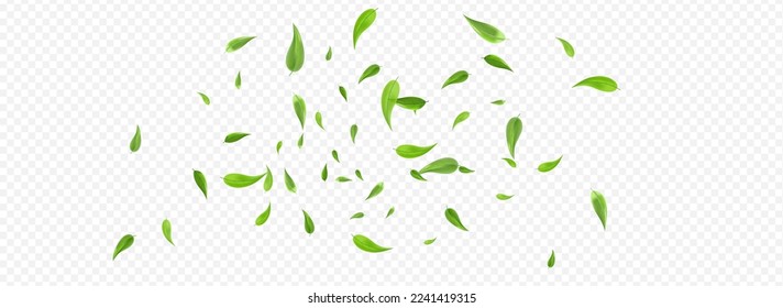 Grassy Leaf Tree Vector Panoramic Transparent Background Brochure. Wind Leaves Banner. Forest Foliage Ecology Design. Greens Tea Template.