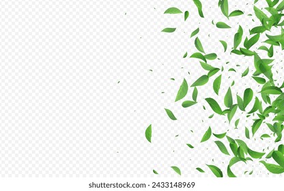 Grassy Leaves Abstract Vector Transparent Background Wallpaper. Blur Foliage Banner. Olive Leaf Realistic Template. Greens Forest Poster.