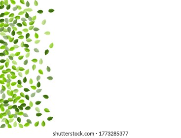 Grassy deja un cartel de vectores borrosos. Papel De Fondo De Pantalla De Swirl Leaf. Foliage de oliva cayendo en la frontera. Folleto de los Verdes sobre el Viento.