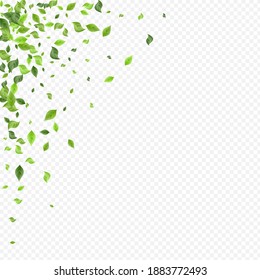 Grassy Leaves Ecology Vector Transparent Background Illustration. Organic Leaf Concept. Mint Foliage Flying Backdrop. Greenery Herbal Wallpaper.