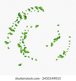 Grassy Leaves Ecology Vector Transparent Background. Wind Foliage Backdrop. Forest Greens Fly Brochure. Leaf Fresh Border.