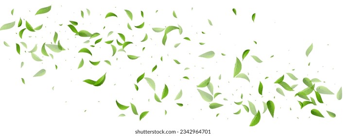 Grassy Leaves Falling Vector Panoramic White Background Banner. Herbal Leaf Plant. Green Foliage Fresh Backdrop. Greens Tea Pattern.