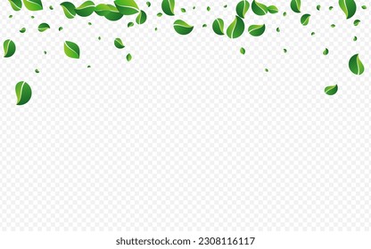 Graue Blätter fallen Vektortransparenter Hintergrund. Ökologie-Leaf-Konzept. Olivenblättriger pflanzlicher Hintergrund. Grüne Tee-Tapete.