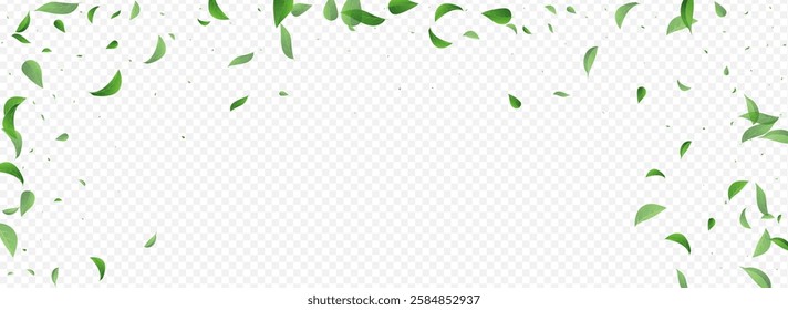 Grassy Leaves Flying Vector Panoramic Transparent Background Border. Falling Foliage Template. Mint Leaf Spring Brochure. Greens Ecology Backdrop.