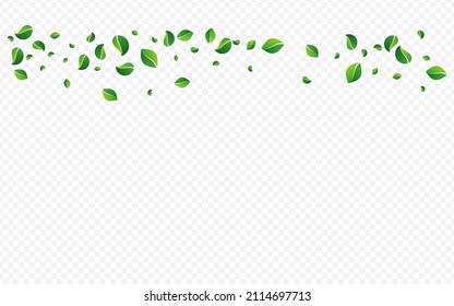 Grassy Leaves Flying Vector Transparent Background. Fresh Leaf Design. Green Foliage Herbal Plant. Greens Blur Poster.
