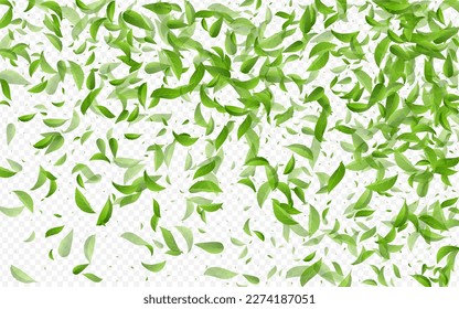 Grassy Leaves Forest Vector Transparent Background Design. Flying Foliage Illustration. Forest Greens Spring Banner. Leaf Nature Pattern.