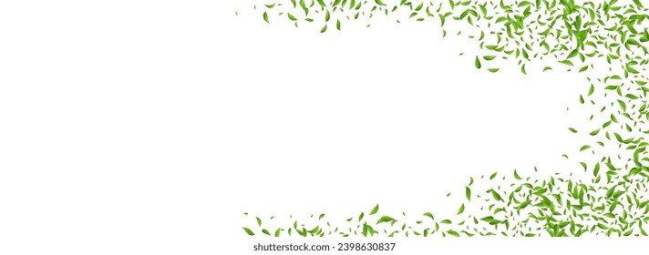 Grassy Leaves Fresh Vector Panoramic White Background Illustration. Abstract Greens Brochure. Mint Leaf Ecology Pattern. Foliage Forest Design.