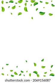Grassy Leaves Fresh Vector White Background Plant. Wind Foliage Banner. Lime Leaf Forest Brochure. Greens Falling Border.